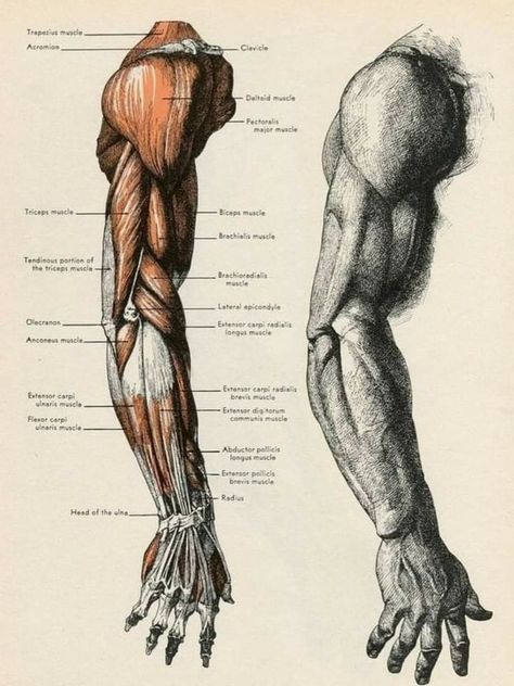 Arm Anatomy, Human Muscle Anatomy, Anatomy Illustration, Male Figure Drawing, Human Body Anatomy, Anatomy Tutorial, Human Anatomy Drawing, Muscle Anatomy, Human Anatomy Art