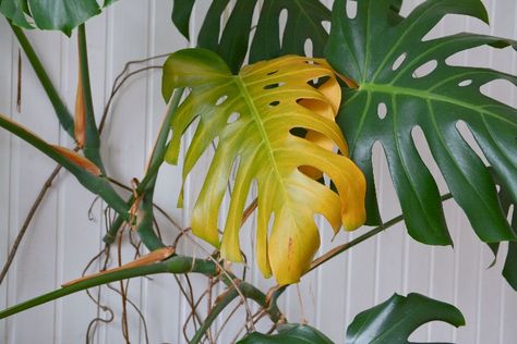 Yellow Leaves On Plants, Thermal Painting, Plant Shed, Plant Leaves Turning Yellow, Garden Remedies, Watering Plants, Tomato Plant, Plant Tips, Fruit And Veggies