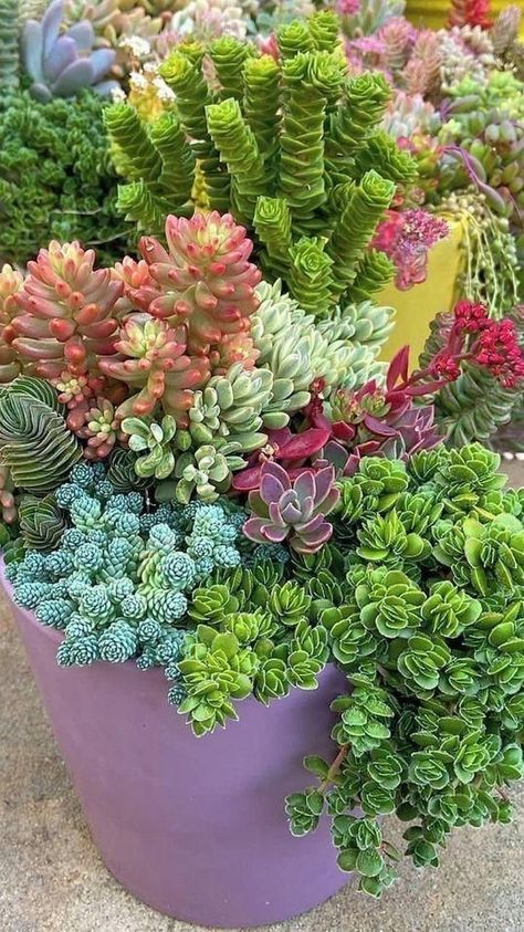 Succulent Garden Outdoor, Succulent Garden Landscape, Succulent Garden Indoor, Front Garden Landscape, Succulent Garden Design, Succulent Landscaping, Potted Plants Outdoor, Succulent Garden Diy, Types Of Succulents