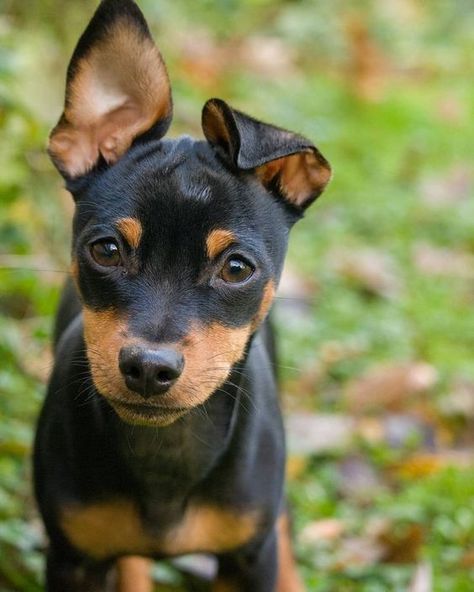 Mini Pincher, Pincher Dog, Mini Doberman, Miniature Pinscher Puppy, Miniature Pinscher Dog, Mini Pinscher, Min Pins, Min Pin, Miniature Pinscher