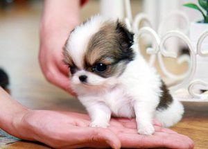 Chien petite taille a donner 2 la – Chien bonheur Dog Cuties, Maltese, Chihuahua, Baby Animals, Husky, Google Search, Dogs, Animals