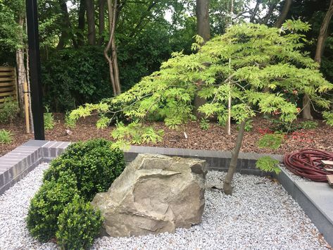 Acer japonicum aconitifolium Japanese Maple Garden, Japanese Garden Backyard, Japanese Garden Style, Modern Japanese Garden, Japanese Rock Garden, Small Japanese Garden, Zen Rock Garden, Japanese Garden Landscape, Zen Garden Design