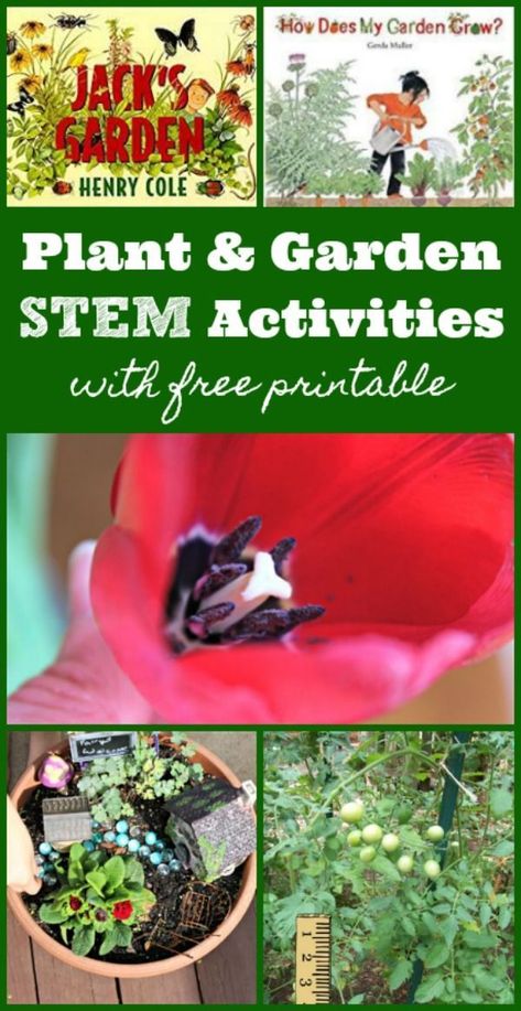 Explore some science & math in the garden with these great plant activities. #garden #flower #plants #science 1st Grade Garden Activities, Gardening Activities For Kindergarten, Classroom Greenhouse, Science Math Activities, Homeschool Garden, Garden Science, Math Activities For Preschool, School Garden Club, Kid Garden