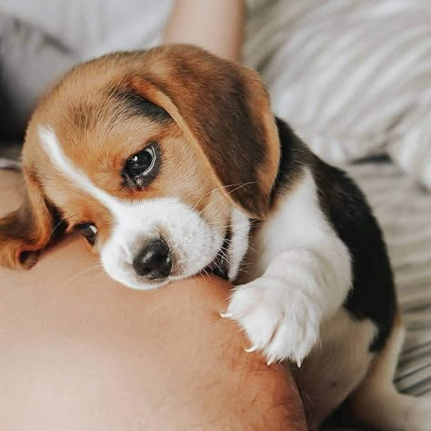 Beagle Puppy, A Puppy, Dogs, Instagram