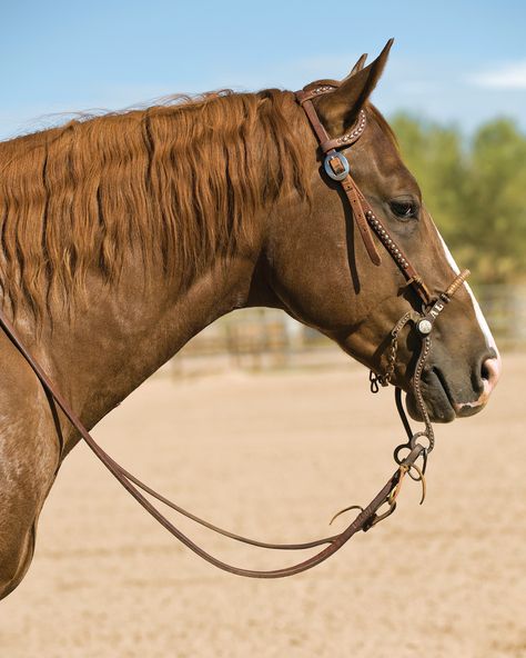 Hackamore Bridle Western, Western Hackamore, Hackamore Bridle, Horse Lifestyle, Stunning Horses, Equine Jewelry, Working Cow Horse, English Horse Tack, Aqha Horses