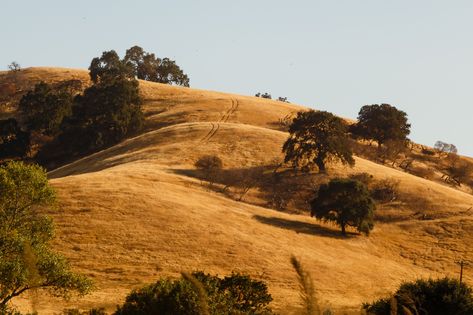 Yellow Hills, California Hills, Lake Shore Drive, Golden Hill, California Photos, California Landscape, Hill Country, The Ranch, Landscape Photos