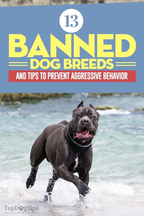 Banned Dog Breeds, Aggressive Behavior, House Training Puppies, Dog Behavior Training, Easiest Dogs To Train, Dog Behavior Problems, Cesar Millan, Aggressive Dog, Training Your Puppy