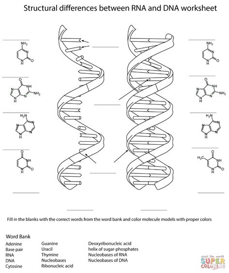 Dna Worksheet 671560 Dna Coloring Sheet, Chromosome Structure, Physics Tricks, Dna E Rna, Dna Worksheet, Dna Activities, Bio Project, Dna And Genes, Dna Drawing