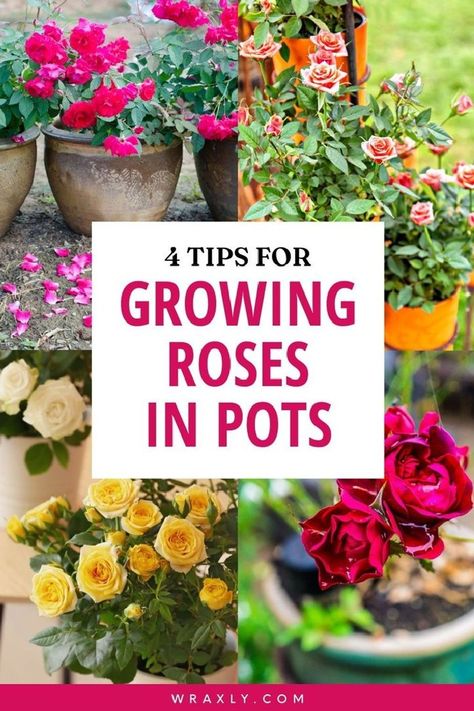 Planting Rose Bushes, Roses In Pots, Rose Companion Plants, Container Roses, Rose Plant Care, Roses Only, Rose Garden Design, Best Roses, Plants Outdoor