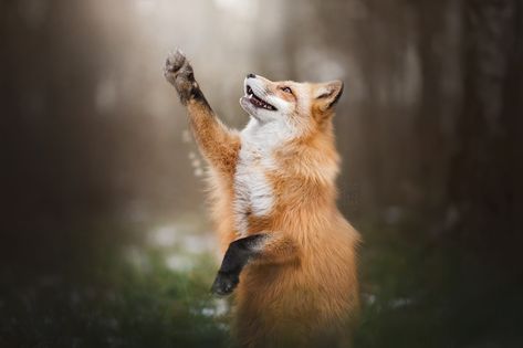 https://flic.kr/p/QDpL81 | Paw Up! Fuchs Baby, Fantastic Fox, Regnul Animal, Fabulous Fox, Fox Pictures, Wallpapers Android, Pet Fox, Wallpapers Images, Wild Dogs