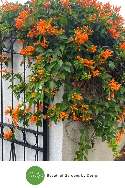 Mexican Flame Vine, Pyrostegia Venusta, Flame Vine, Wall Climbing Plants, Plant Paintings, Fast Growing Vines, Climber Plants, Climbing Flowers, Growing Vines