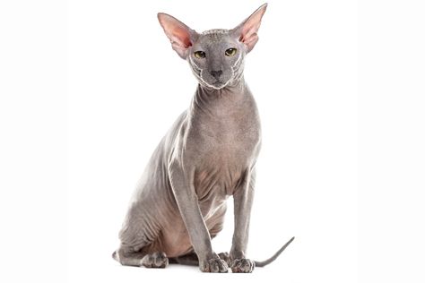 Peterbald cat. Small Cat Breeds, Cat Breeds List, Elf Cat, Chat Sphynx, All Cat Breeds, Cat Vet, Japanese Bobtail, American Curl, Cat Allergies