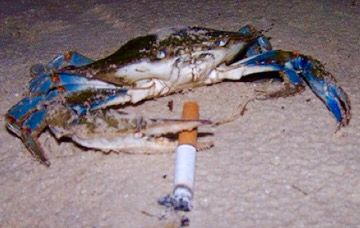 Smoking crab Funny Crab, Art Core, Cool Fish, Crustaceans, Life Form, Very Funny Pictures, 1 Egg, Profile Photo, Animal Memes