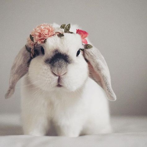 Rabbit Photoshoot, Beautiful Rabbit, Cute Bunny Pictures, Interesting Animals, Bunny Pictures, Pet Bunny, Cadeau Photo, Pet Rabbit