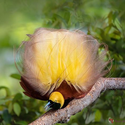 Greater Bird Of Paradise, Kinds Of Birds, Bird Of Paradise, Birds Of Paradise, Beautiful World, Fish Pet, Paradise, Birds, Instagram