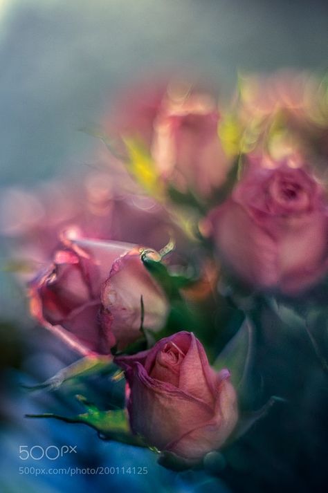 Raindrops And Roses, Rose Flower Wallpaper, Focus Photography, My Favourite Things, Radha Rani, Beautiful Flowers Wallpapers, Emoji Wallpaper, Soft Focus, Vintage Poster Art