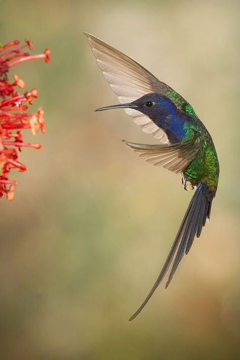 Hummingbirds Photography, Hummingbird Pictures, Hummingbird Tattoo, Bird Pictures, Pretty Birds, Colorful Birds, Little Birds, Small Birds, Bird Photography