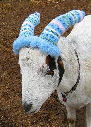 for the goat who has everything Totes Ma Goats, Goat Care, Goat Horns, Raising Goats, Pygmy Goat, Cute Goats, Dairy Goats, Funny Baby Clothes, A Goat