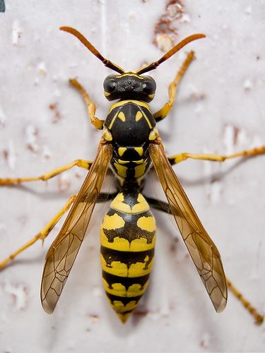 Avispa | by alfonso benayas Macro Fotografia, Cool Insects, Insect Photography, Bees And Wasps, Cool Bugs, Beautiful Bugs, Creepy Crawlies, Insect Art, Arthropods