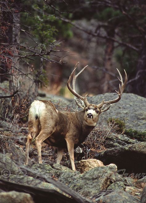 Elk Pictures, Mule Deer Hunting, Bull Pictures, Mule Deer Buck, Deer Photography, Big Deer, Hunting Pictures, North American Wildlife, Deer Photos