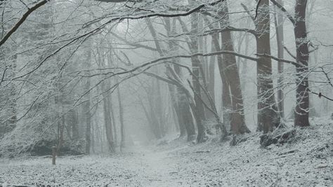 Snow Banner Discord, Snow Banner, Profil Pictures, Gif Banners, Darkest Academia, Snow Gif, Gif Background, Super Powers Art, Snow Forest