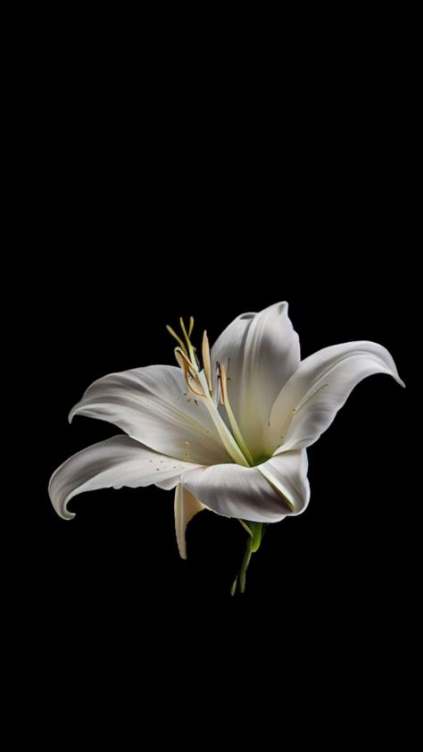 #monpremiershuffle #myfirstshuffle Flower Lockscreen, White Flower Wallpaper, Black Flowers Wallpaper, Flowers Black Background, White Lily Flower, Lily Wallpaper, White Hibiscus, Floral Wallpaper Phone, Nothing But Flowers