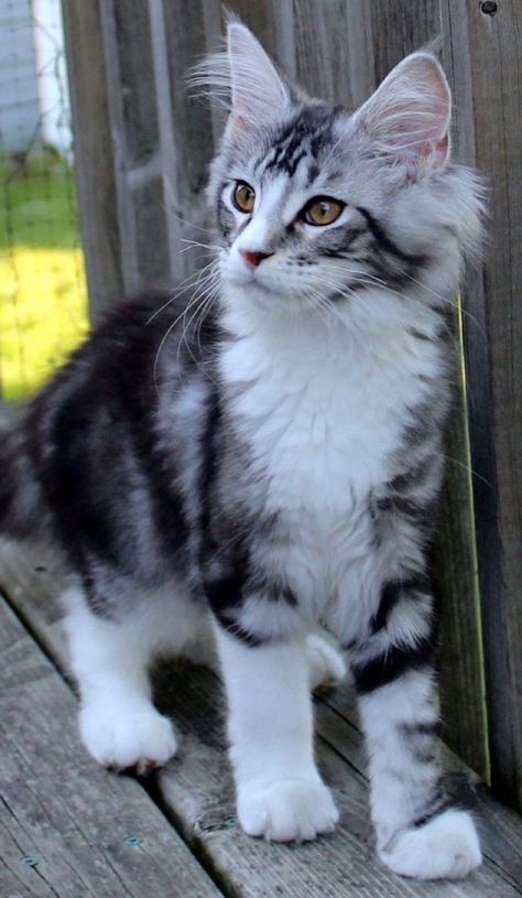 Grey And White Mainecoon Cat, Mainecoon Kitten, White Cat Breeds, Exotic Cat Breeds, Maine Coone, Mainecoon Cat, Most Beautiful Cat, Söt Katt, Image Chat