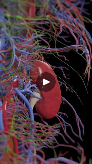 142K views · 2.6K reactions | Embark on a virtual journey inside the human kidney with our Unity3D renderings 🎮🔍. 

From the filtration process in the nephrons to the flow of urine through the renal pelvis, our models illuminate the essential functions of these vital organs. 

Whether you're a medical professional, a student, or simply curious about human anatomy, our detailed visualizations offer a unique educational opportunity. 

Dive into the microscopic world of the kidneys with SciePro. 

#InternalAnatomy #Kidneys #Unity3D #medicalscienceliaison #3d #3dmodel #science #anatomy #renal #kidney #nephrology #urinary #med #meded #medical | SciePro | SciePro · Original audio Mood Improvement, Importance Of Drinking Water, Kidney Anatomy, Science Anatomy, Filtration Process, Human Kidney, Water For Health, Benefits Of Sports, 3d Anatomy