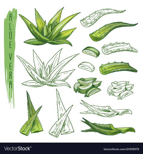 Aloe Vera Plant Drawing, Aloe Illustration, Aloe Vera Illustration, Aloe Vera Tattoo, Flora Vector, Skincare Lotion, Medical Plants, Plant Sketches, Plant Journal