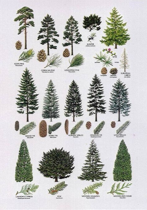 (20+) Facebook Evergreen Plants, Fir Tree, Artificial Tree, Name Day, Pine Tree, House Ideas, Trees, Christmas Tree, Plants