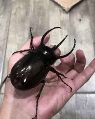 Huge Beetle Rhinoceros Beetle, Bug Boy, Cool Bugs, Beautiful Bugs, Creepy Crawlies, Arthropods, Silly Images, Little Critter, Arachnids