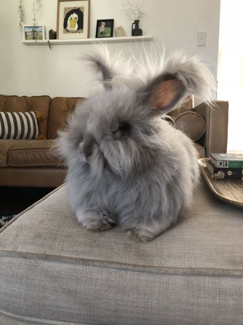 Giant Angora Rabbit, English Angora Bunny, Angora Bunnies, French Angora Rabbit, English Angora Rabbit, Angora Bunny, English Angora, Cutest Bunny Ever, Cute Farm Animals