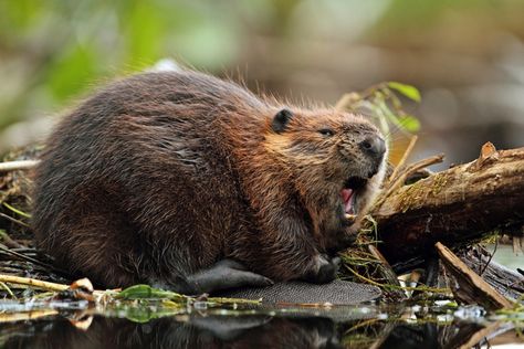 Vanilla, strawberry, and raspberry flavorings in candy are sometimes made with castoreum, an extract made from beaver butt excretions. | 7 Terrifying Facts About Halloween Candy Beaver Pictures, Beaver Animal, North American Beaver, Fur Trade, Beaver Dam, National Animal, Types Of Dogs, Animal Facts, Alberta Canada