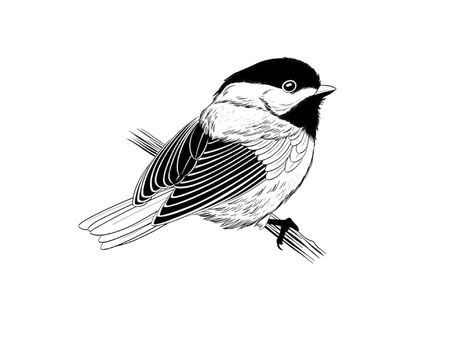 Chickadee Drawing Tattoo Ideas, Chickadee Drawing, Chickadee Tattoo, Soft Tattoo, Draw Birds, Bird Brain, Tattoo Reference, Chickadees, Ink Drawings