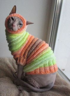 Cat Sweater, Hairless Cat, Sphynx, A Cat, Pet, Bed