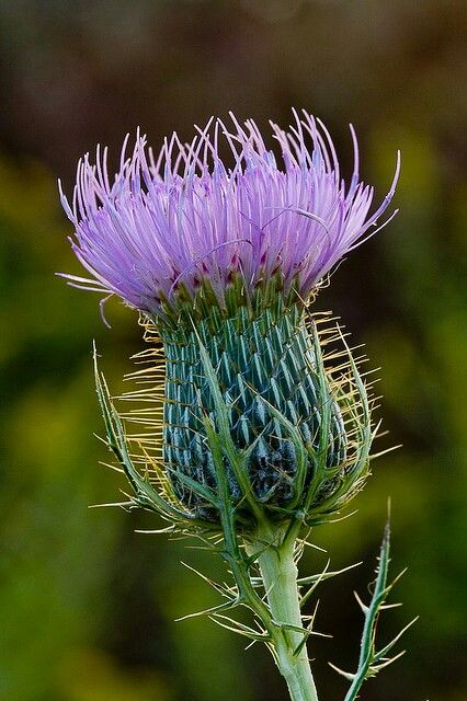 Bullthistle Purple Thistle, Thistle Flower, Scottish Thistle, Seed Pods, Purple Flower, Beautiful Blooms, Ikebana, Secret Garden, Purple Flowers