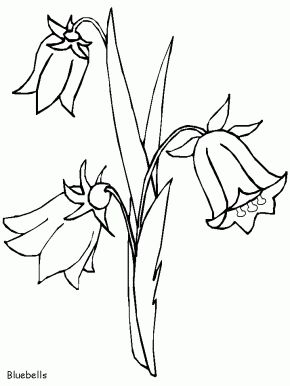 Bluebells Flowers Coloring Pages Bluebell Drawing, Digi Pics, Healing Tree, Bluebell Flower, Printable Flower Coloring Pages, Zentangle Flowers, Bell Flowers, Blue Bell Flowers, Woodland Flowers