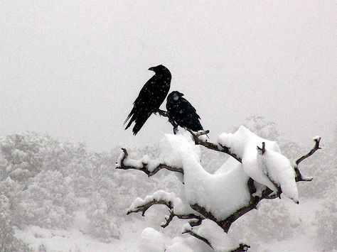 Ravens/Crows in the Snow ~ Photographer: R Faughner Raven Wallpaper, Birds Sitting, Quoth The Raven, Black Birds, Jackdaw, Raven Art, Crows Ravens, Beltane, Winter Wonder