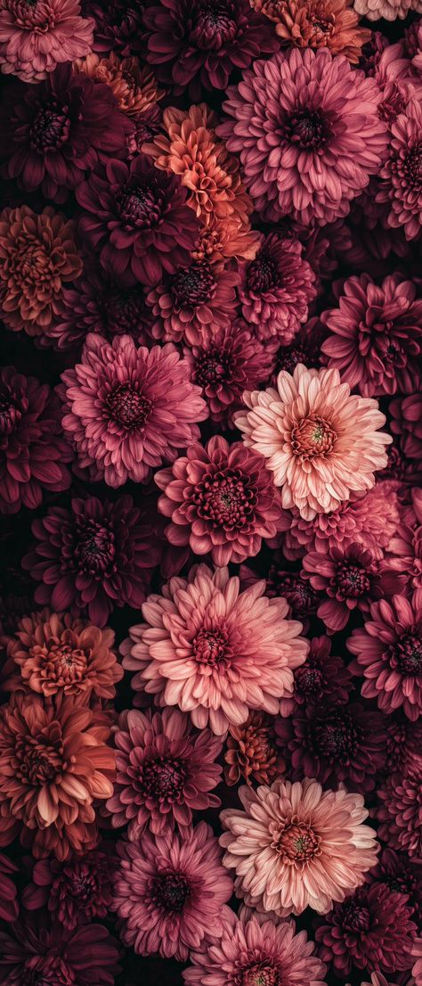 Hd Floral Wallpaper, Floral Wallpaper Aesthetic, Aesthetic Floral Wallpaper, Chrysanthemum Wallpaper, Wallpapers Flowers, Floral Wallpapers, Wallpaper For Walls, Wallpaper For Phone, Iphone Wallpaper Stills