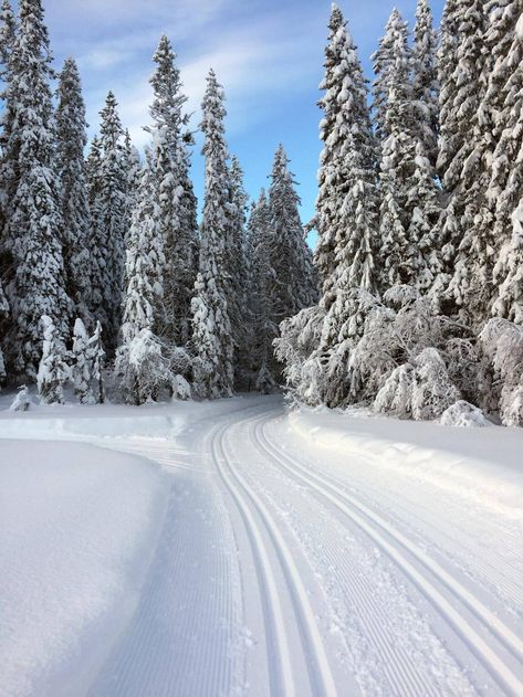 Which way to go, right or left? Follow your gut and it will likely be a happy turn. And it was. Oh how it was. The most magical cross country ski trails through snow filled woods in Sälen, in the Dalarna region of Sweden. I never feel happier than when I have cold, crisp air in my lungs, and white fluffy snow all around. Photo by Anna Sjöström Walton for Chalk & Moss (chalkandmoss.com). Outdoor Nature Activities, Follow Your Gut, Fluffy Snow, Skiing Aesthetic, Cross Country Ski, Nordic Skiing, Feel Happier, Ski Trails, Adventure Aesthetic