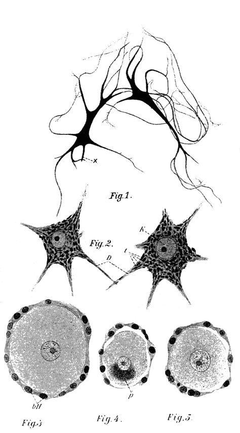 Nerve Cells, Bio Art, Tattoo Sketch, Organic Pattern, Ethereal Art, Science Art, Nerve, Art Diy, Art Inspo