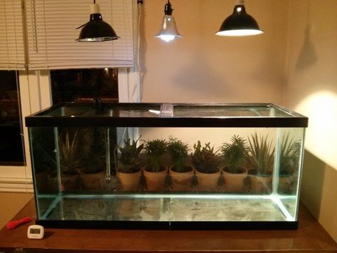 Turtle Setups - All Turtles Red Slider Turtle Tank Ideas, Water Turtle Tank Ideas, Red Eared Slider Tank, Turtle Setup, Turtle Things, Box Turtle Habitat, Turtle Tank Ideas, Turtle Pet, Turtle Tank Setup