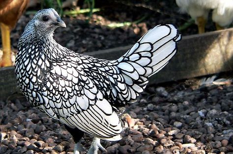 This is a Silver Sebrite, not a Brahma Sebright Chicken, Bantam Breeds, Bantam Chickens, Beautiful Chickens, Chickens And Roosters, Chicken Breeds, Raising Chickens, A Chicken, Pretty Birds