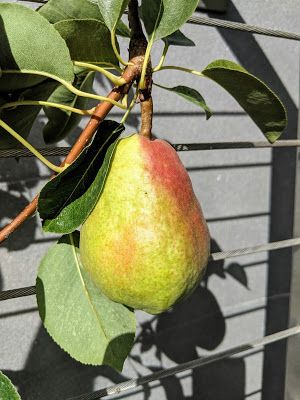 Pruning Apple Trees, Fruit Tree Pruning, Pea Trellis, Cherry Plant, Prune Fruit, Pea Gravel Patio, Pruning Fruit Trees, Gravel Landscaping, Cherry Smoothie