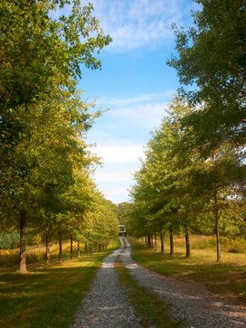 Luxury Stables, Garden Corner Ideas, Lined Driveway, Tree Lined Driveway, Garden Corner, Driveway Ideas, Gravel Driveway, Corner Ideas, Driveway Design