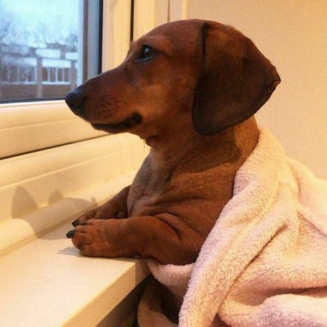 Dachshund Rescue, Wire Haired Dachshund, What Dogs, Funny Dog Pictures, Dachshund Puppy, Dachshund Love, Cat People, Dog Images, Funny Animal Pictures