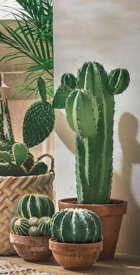 Kaktus Dan Sukulen, Interior Boho, Indoor Cactus, نباتات منزلية, Fleurs Diy, Cactus Decor, Plant Aesthetic, Succulent Garden, Indoor Plant Pots