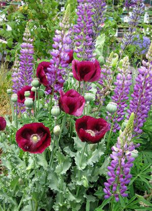 Papaver Lauren's Grape & Lupinus Perennis Cottage Garden Design, Garden Swing, Cottage Gardens, Bed Diy, Have Inspiration, Plant Combinations, Garden Bar, Garden Bed, Roof Garden