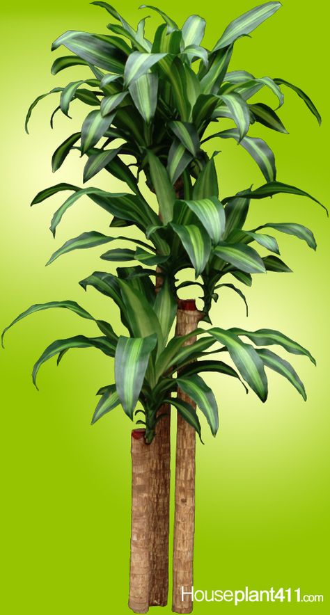 Learn how to prune a dracaena corn plant: https://www.houseplant411.com/houseplant/dracaena-corn-plant-how-to-grow-care Corn Plant Care, Interior Landscaping, Jungle Oasis, Snake Plant Care, Dracaena Plant, Fake Plants Decor, Plant Care Houseplant, Plant Light, Corn Plant