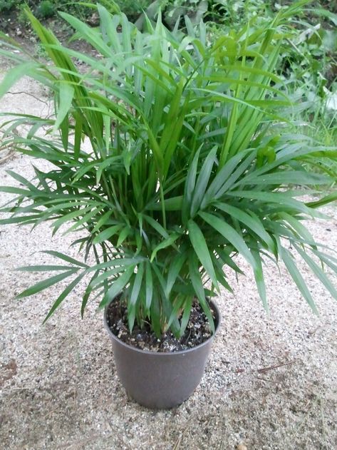 The "Parlour Palm", Chamaedorea elegans, is often grown as a houseplant. The palm is one of the most popular houseplants due to its ease of care and light requirements. Proper care is essential to keep the palms healthy. Propagation via divisions is possible with a clump of parlour palm as well. Palm Plant Care, Parlour Palm, Chamaedorea Elegans, Gardening Inside, Palm House Plants, Indoor Herbs, Indoor Planting, Plant Inspiration, Plants Care